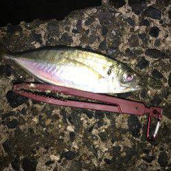 久しぶりにライト