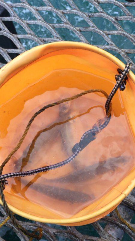 爆風のとっとパーク釣行