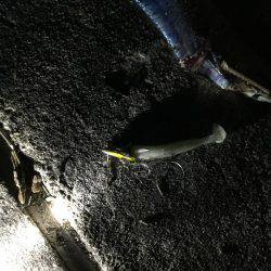 タチウオ終盤戦か?