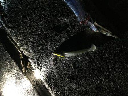 タチウオ終盤戦か?