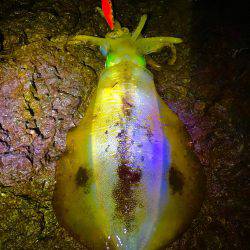 強行！短時間ぼっちエギング