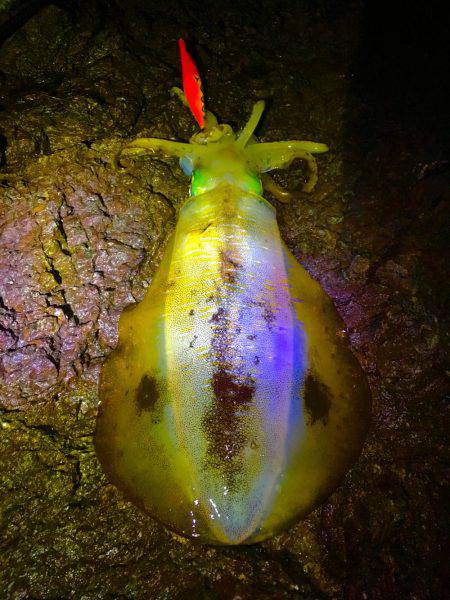 強行！短時間ぼっちエギング