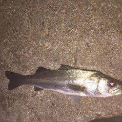 ガシラ狙いのはずが・・・