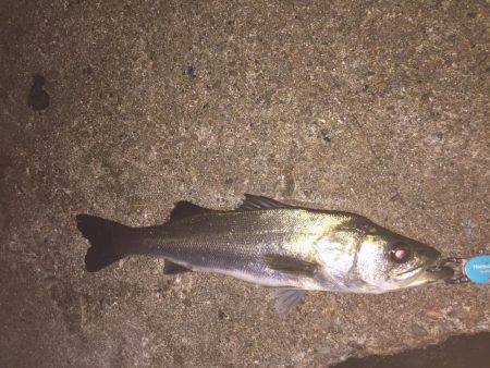 ガシラ狙いのはずが・・・