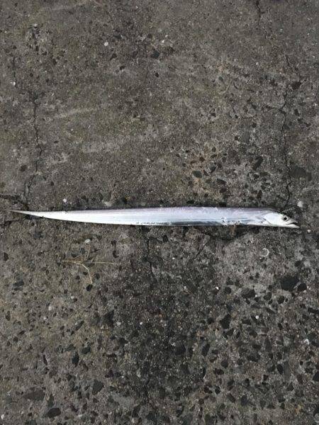 朝まづめの太刀魚ラッシュ