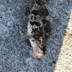 ロックフィッシュ