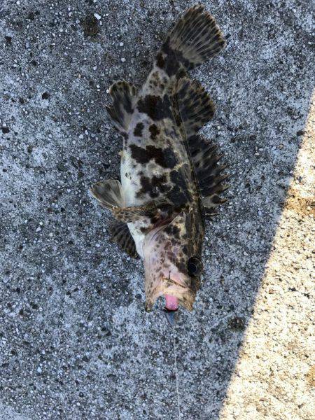 ロックフィッシュ