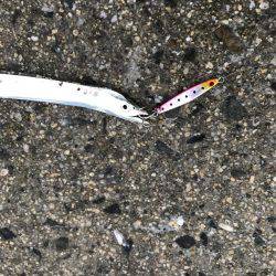 メタルジクで根魚狙い