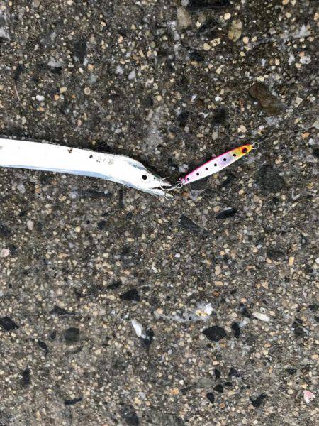 メタルジクで根魚狙い