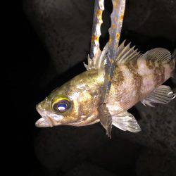 ご近所アジング