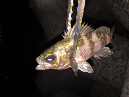 ご近所アジング