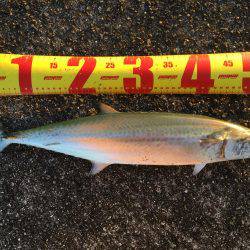 久保渡船さんにて