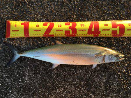 久保渡船さんにて