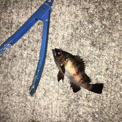 釣れてからも勝負です