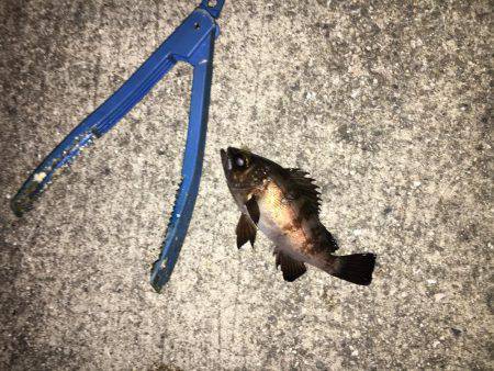 釣れてからも勝負です