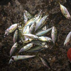 落ちキス。アジは好調