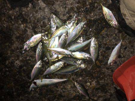 落ちキス。アジは好調