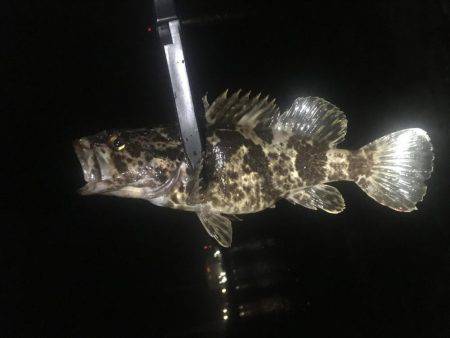 五目釣り達成❗️