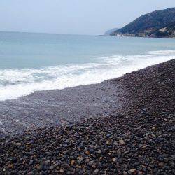 なんとかハマチ