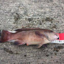 投げ練5日目 赤いけど君じゃない