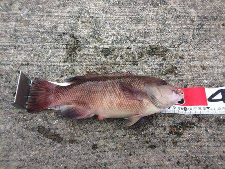 投げ練5日目 赤いけど君じゃない