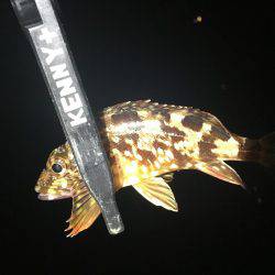 いないと思ってたけどぉ⤴︎