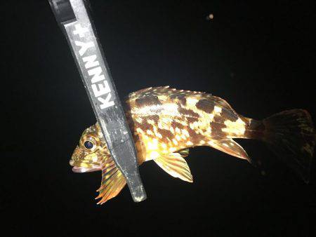 いないと思ってたけどぉ⤴︎