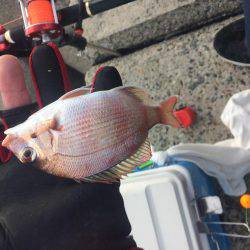 狙え!お正月用の真鯛 at 垂水一文字(兼 投げ練7日目)