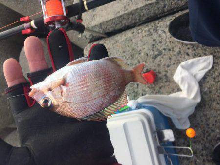 狙え!お正月用の真鯛 at 垂水一文字(兼 投げ練7日目)