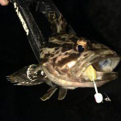 これぞライトゲーム。