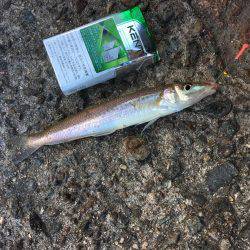 落ちギスちょい投げ