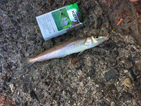 落ちギスちょい投げ