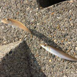 落ちギスちょい投げ