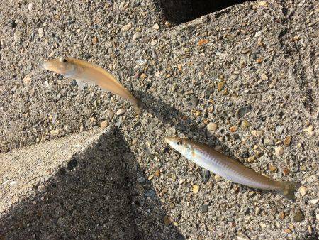 落ちギスちょい投げ