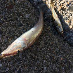 落ちギスちょい投げ