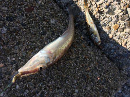 落ちギスちょい投げ