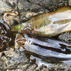 ラスト釣行かな？