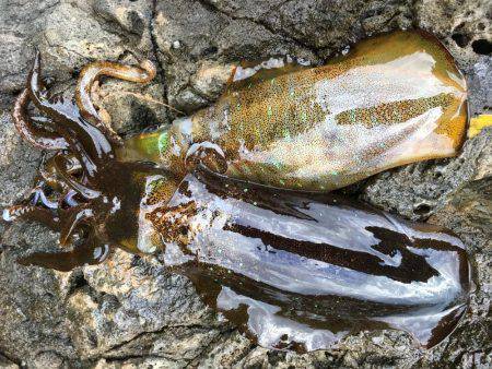 ラスト釣行かな？