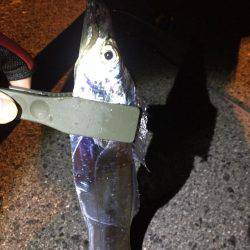 タチウオの妨害!