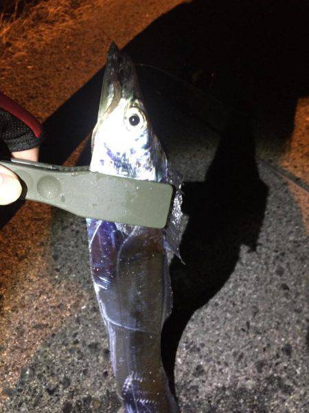 タチウオの妨害!