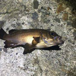 アジング時々タチウオ