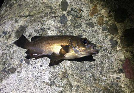 アジング時々タチウオ