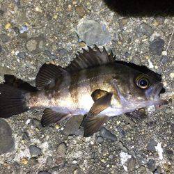 タチウオまだまだいける