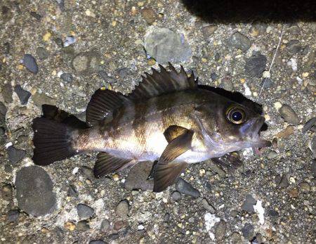 タチウオまだまだいける