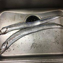 なんとかタチウオ。