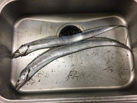 なんとかタチウオ。