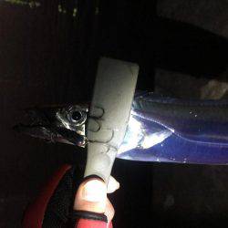 釣り納めタチウオ!