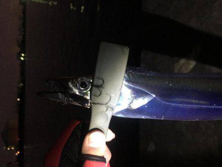 釣り納めタチウオ!