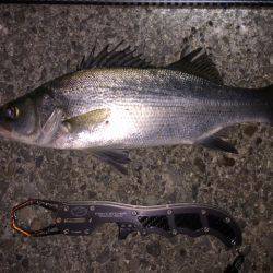 良型アジング２