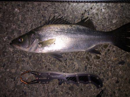 良型アジング２